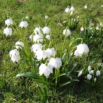 schneeglocke